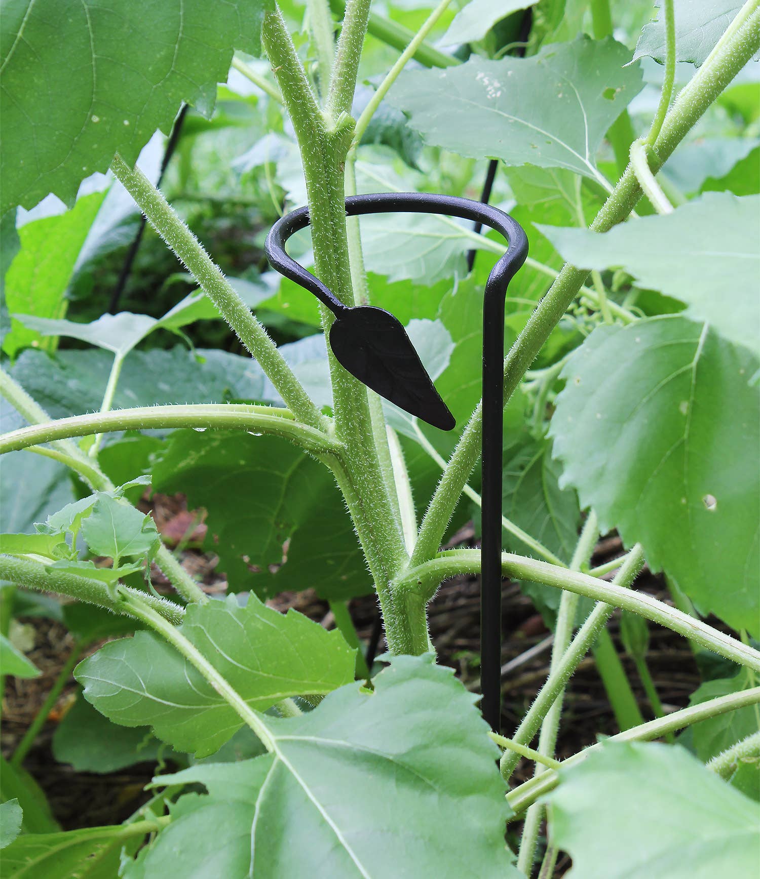 Plant Stake - set of 6